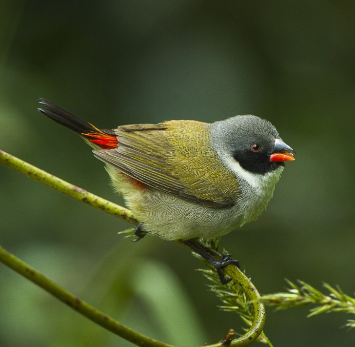 Жемчужный астрильд