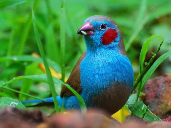 Острохвостая амадина