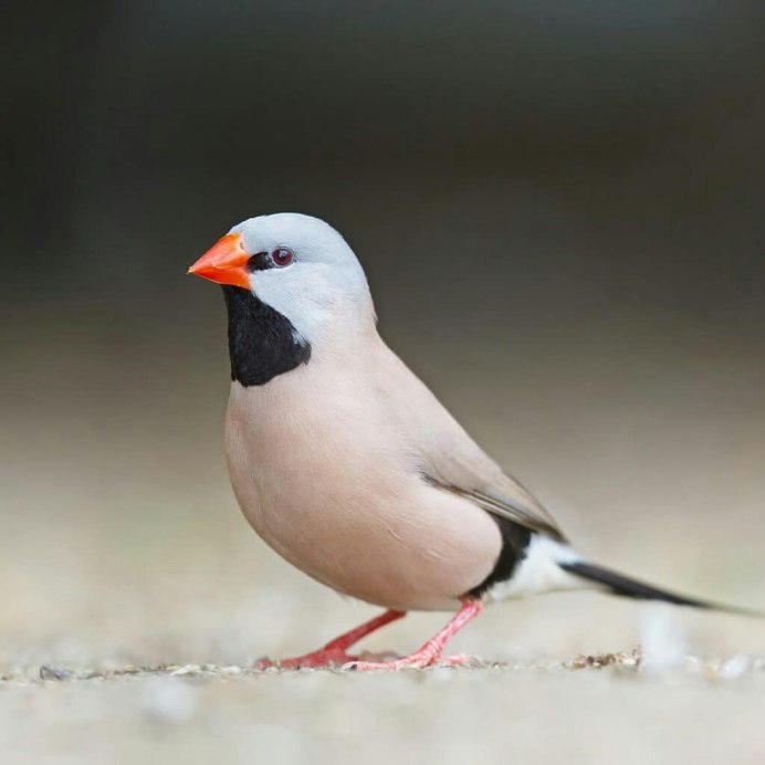 Певчие птицы амадины