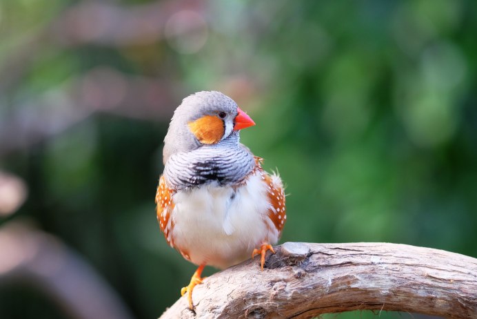 Спаривание амадинов