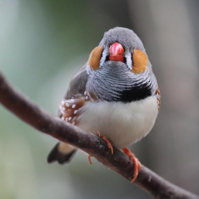 Тростниковый астрильд