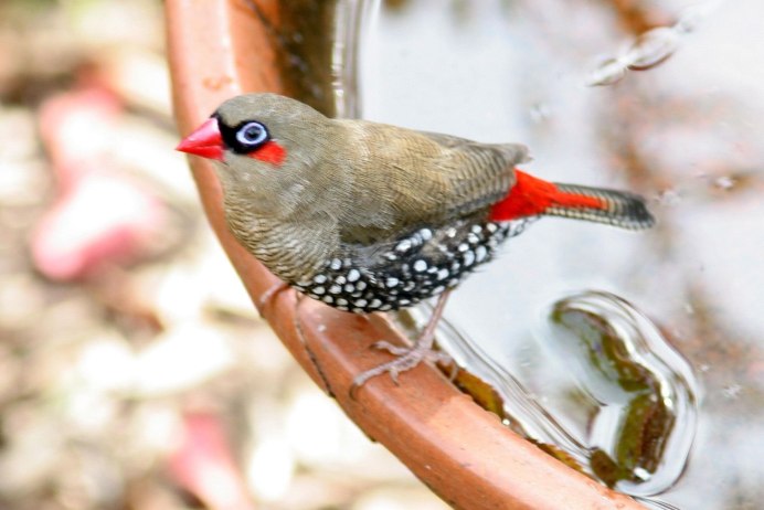 Бриллиантовые амадины