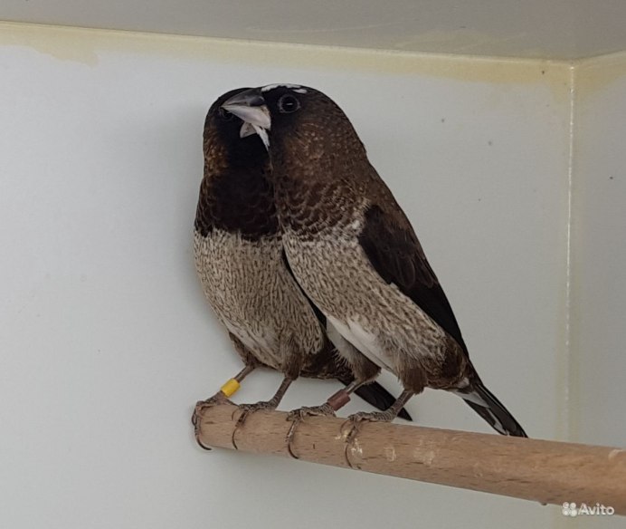 Японский Воробей амадин