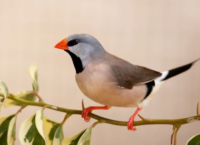 Японская амадина белая