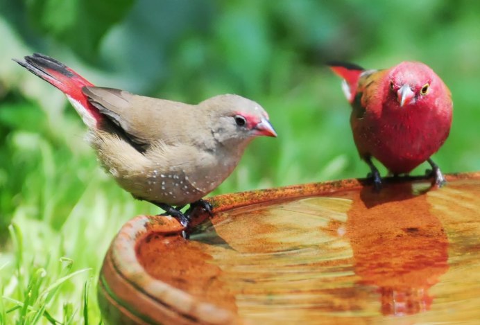 Аравийский астрильд