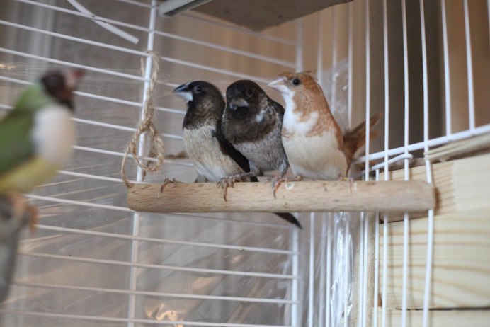 Амадина астрильд