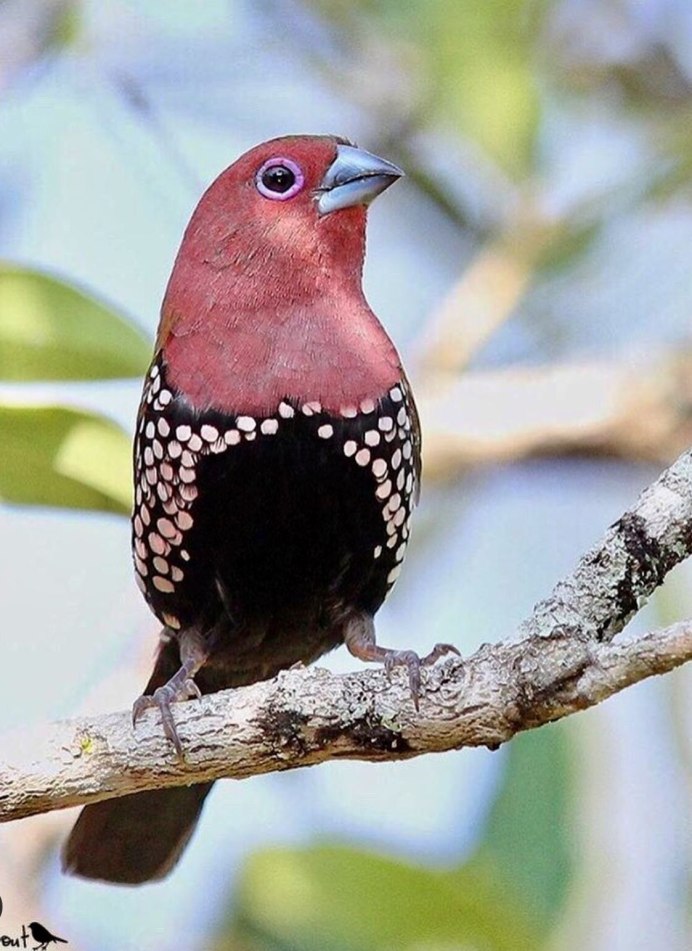 Острохвостая амадина