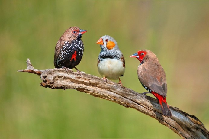 Амадины черные