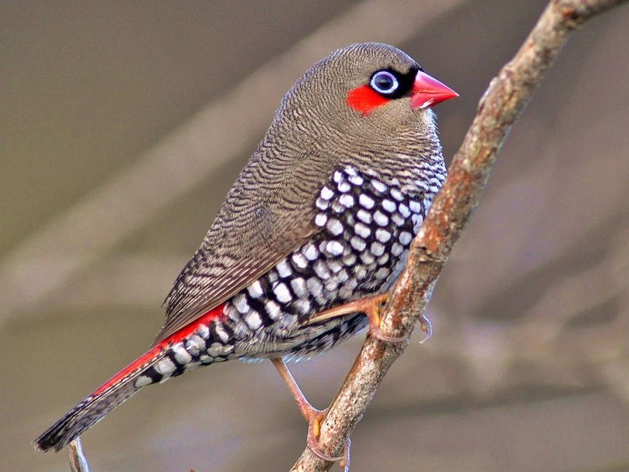 Амадины зебровые альбино