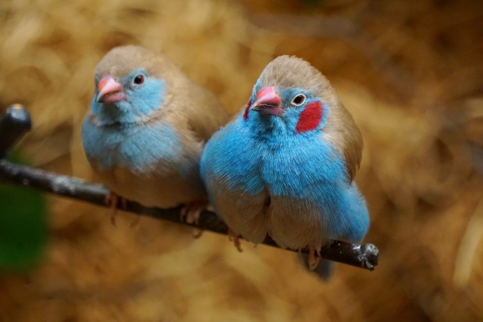 Амадин певица