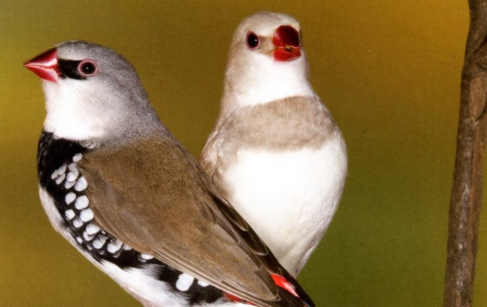 Амадин питомец