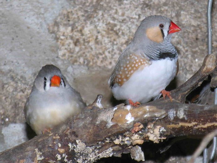 Австралийский Воробей амадин