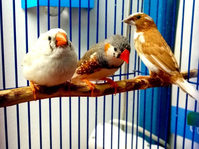 Экзотическая птичка амадин