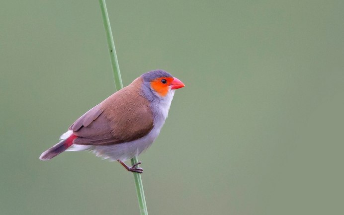 Уздечковый астрильд
