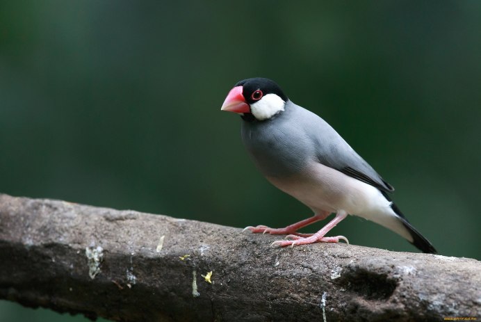 Амадина распушилась