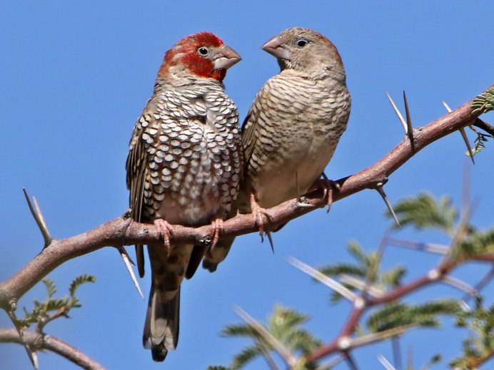 Зебровые амадины пингвины
