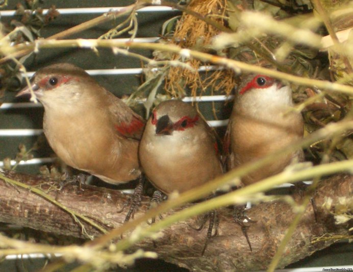 Аравийский астрильд