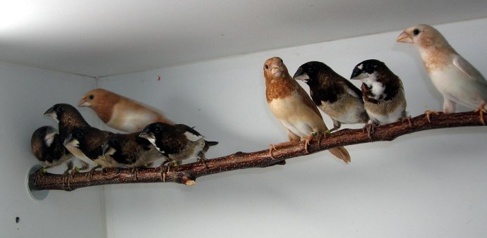 Бенгальская амадина