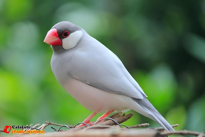 Амадины астрильды амаранты