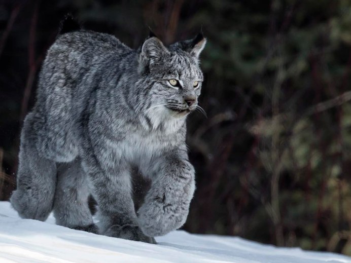 White Lynx Олег