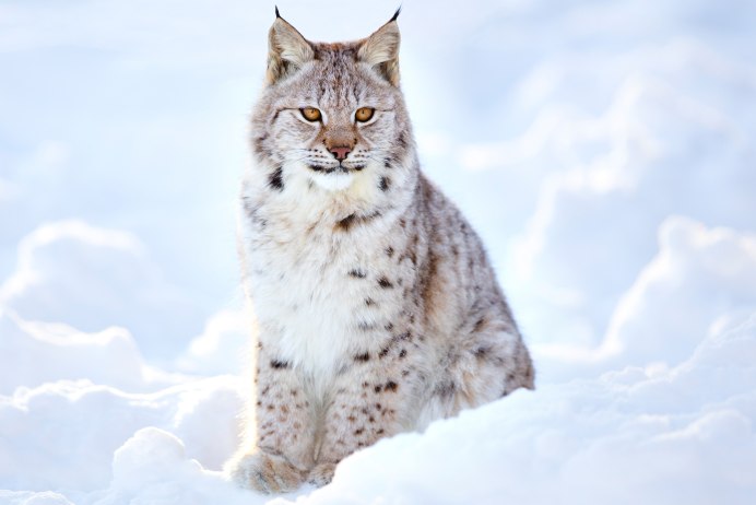 Европейский Лесной кот камышовый