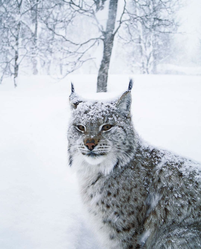 Рысь обыкновенная (Felis Lynx l.),