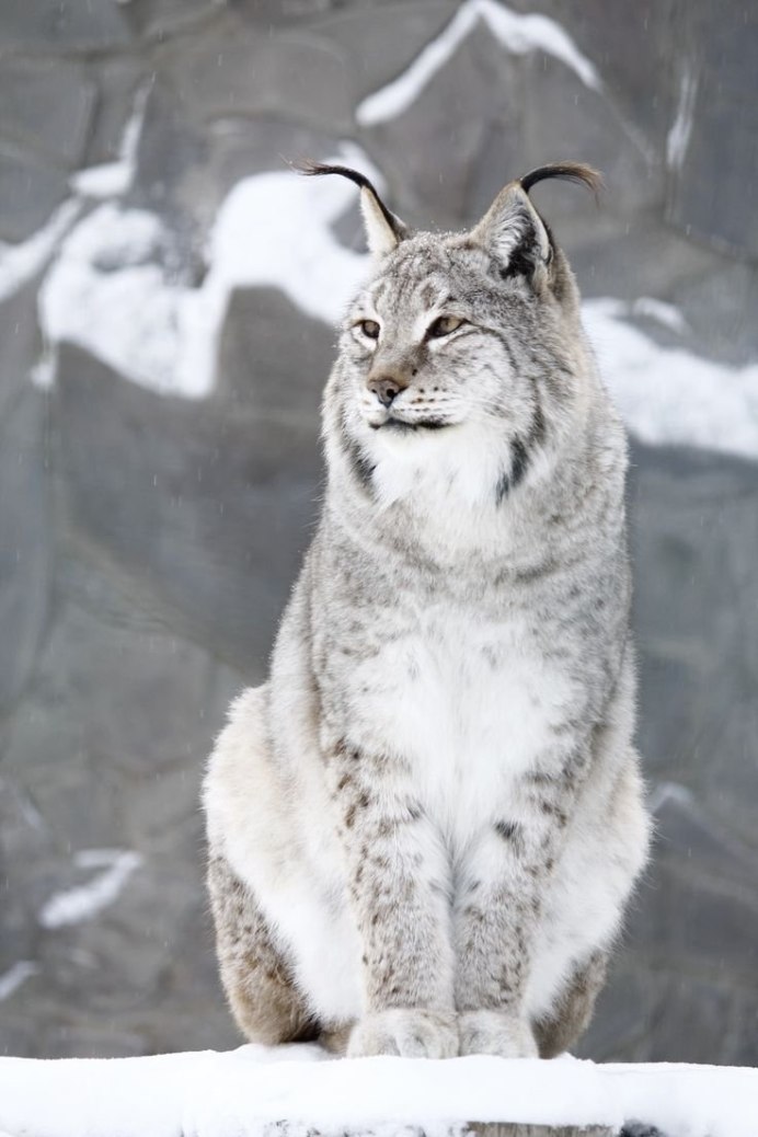 Канадская Рысь Lynx canadensis