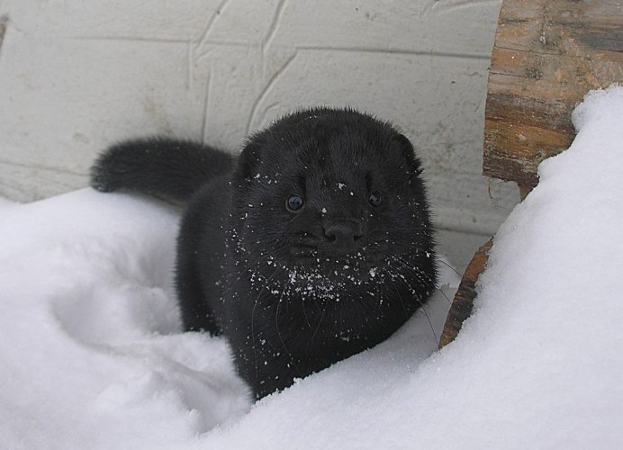 Хорьки домашние
