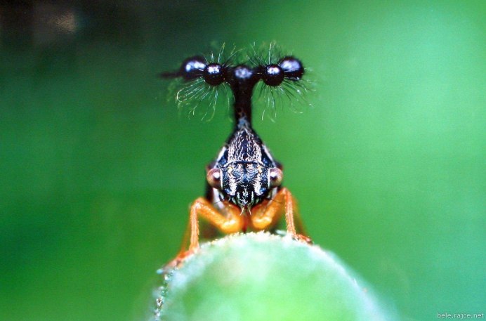 Мотылёк Sosxetra grata.