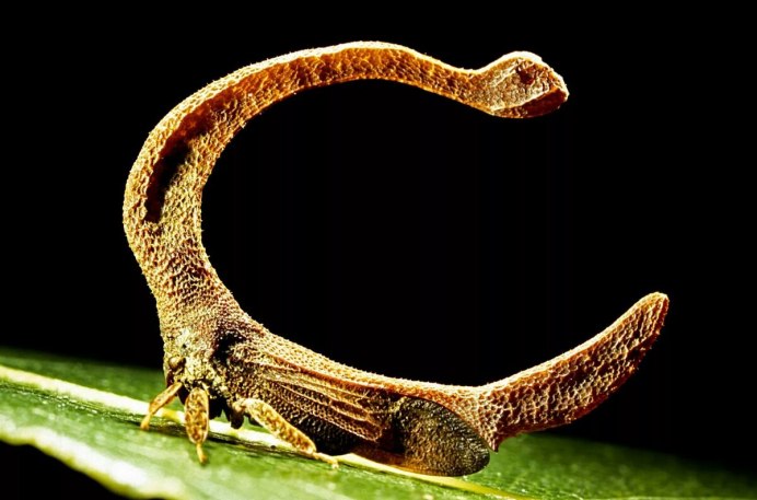 Бразильская Горбатка (Bocydium globulare)