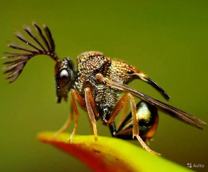 Umbonia crassicornis