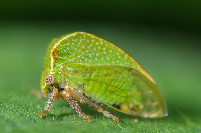 Diactor bilineatus