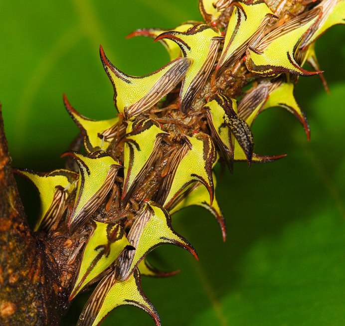 Aetalionidae Melizoderidae and Membracidae
