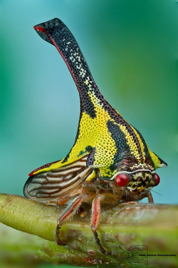 Treehoppers Aetalionidae