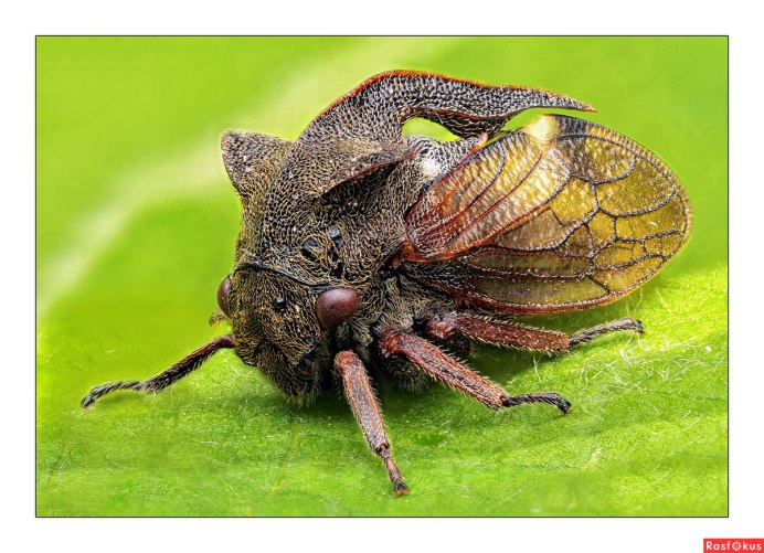 Cyphonia clavata