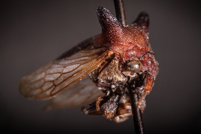 Насекомое Flatid planthopper nymph