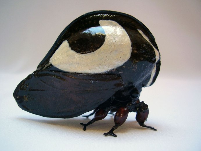 Cyphonia clavata