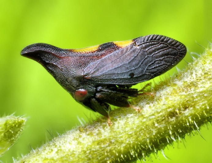 Бразильская Горбатка (Bocydium globulare)