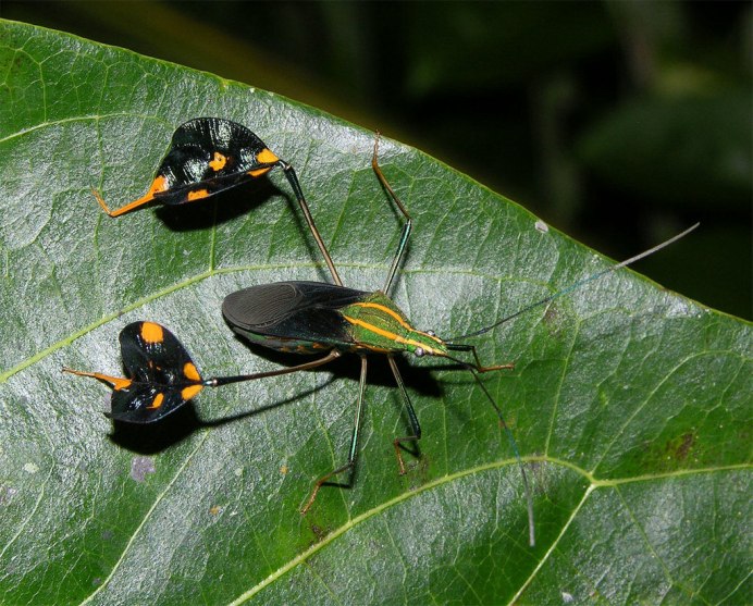 Cyphonia clavata