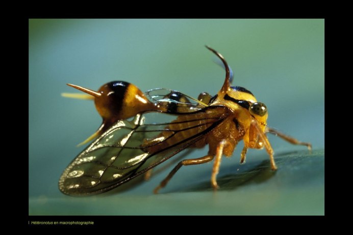 Жуки Umbonia spinosa