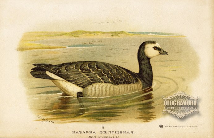 Водоплавающие птицы канадская казарка