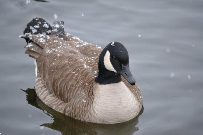 Branta canadensis 3