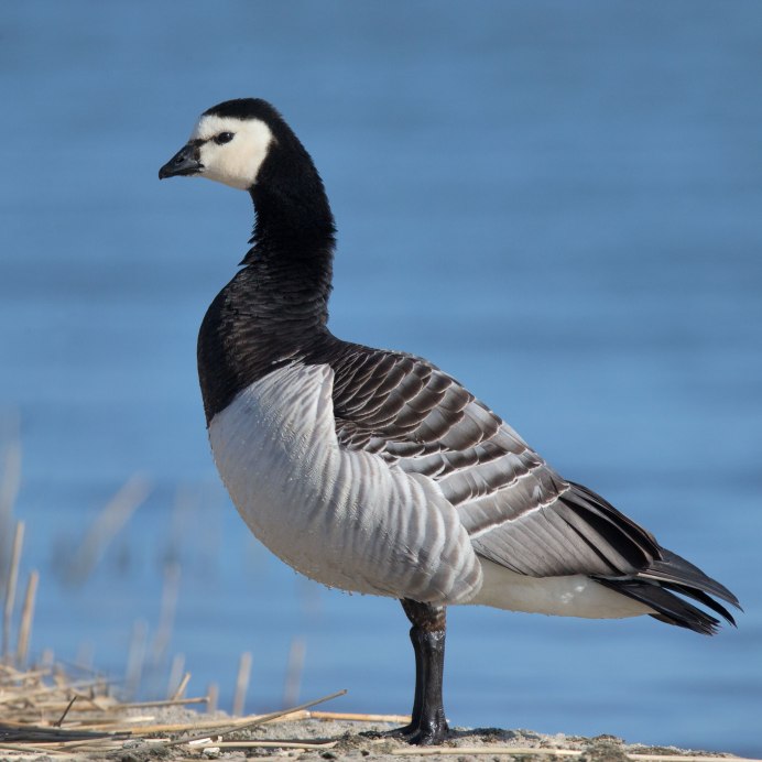 Белощёкая казарка Branta leucopsis
