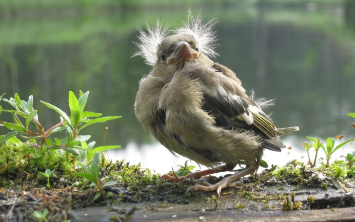 Серебрица птица