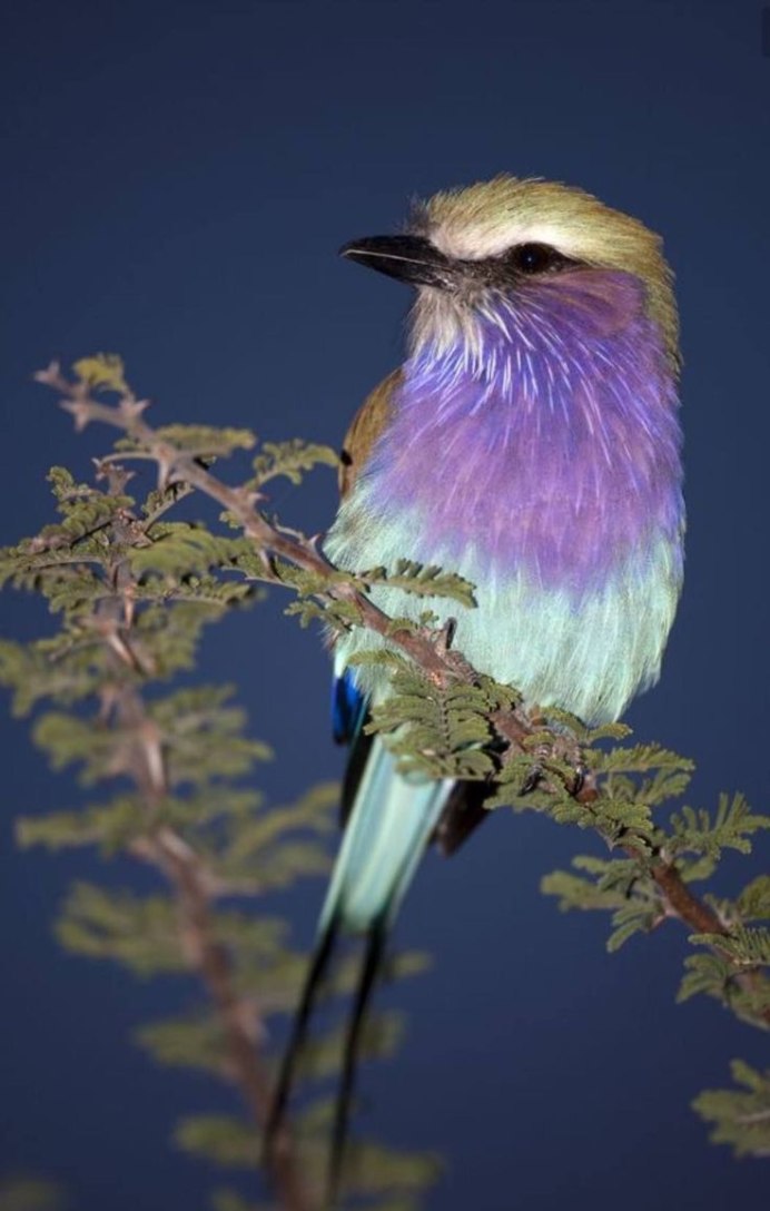 Сиреневогрудая сизоворонка птица