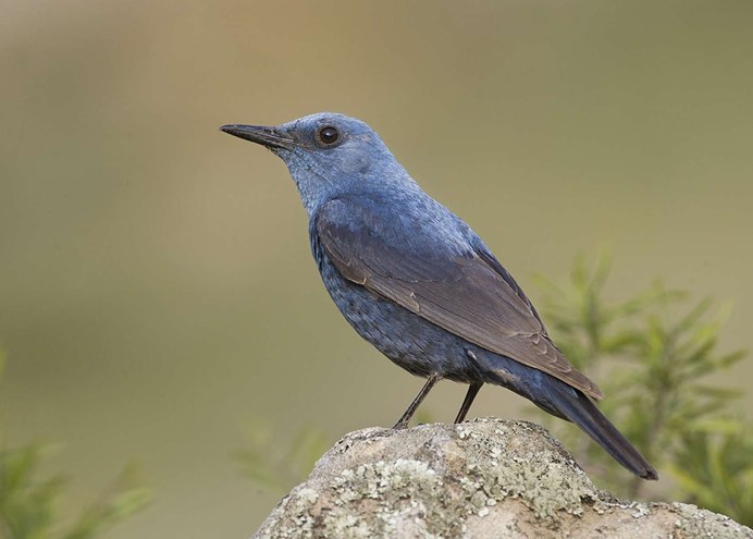 Городские птицы Москвы