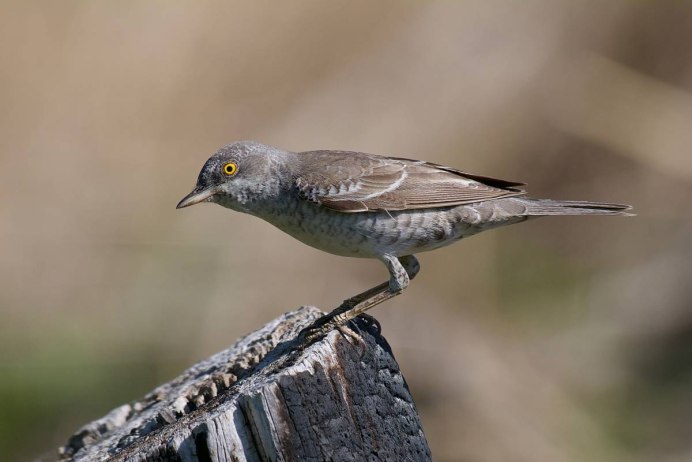 Свиристель-чёрная птица