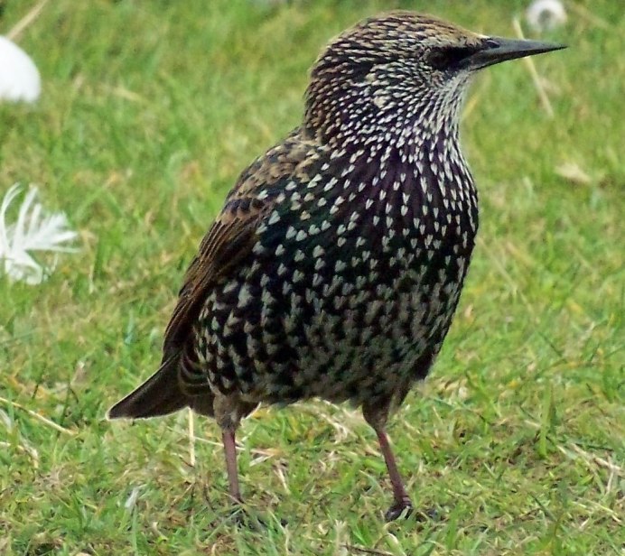 Зяблик, Соловей, Дрозд