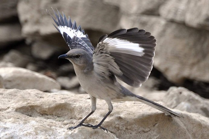 Обыкновенный скворец