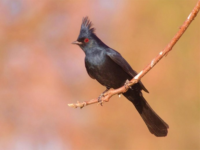 Кулик большой кроншнеп